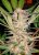 S.A.D. Fast Version - semillas feminizadas 3 pcs Sweet Seeds