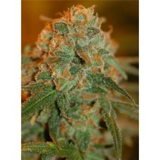 Lemon Skunk - semínka 10 ks (Indoor), feminized semena Green House Seeds