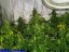Magic Bud 3 ks, feminizované semená Paradise Seeds