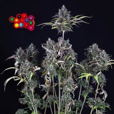 Zkittlez Auto - samonakvétacie semienka konope 5 ks, Seedsman