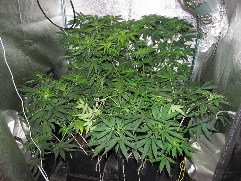 Blue Velvet® - feminizovaná semínka 3ks Dutch Passion