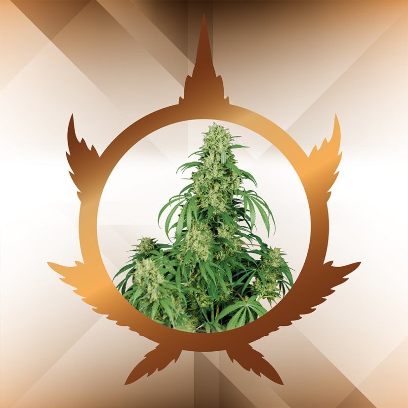 Calamity Jane auto - feminizovaná semínka, 3 ks, Buddha Seeds