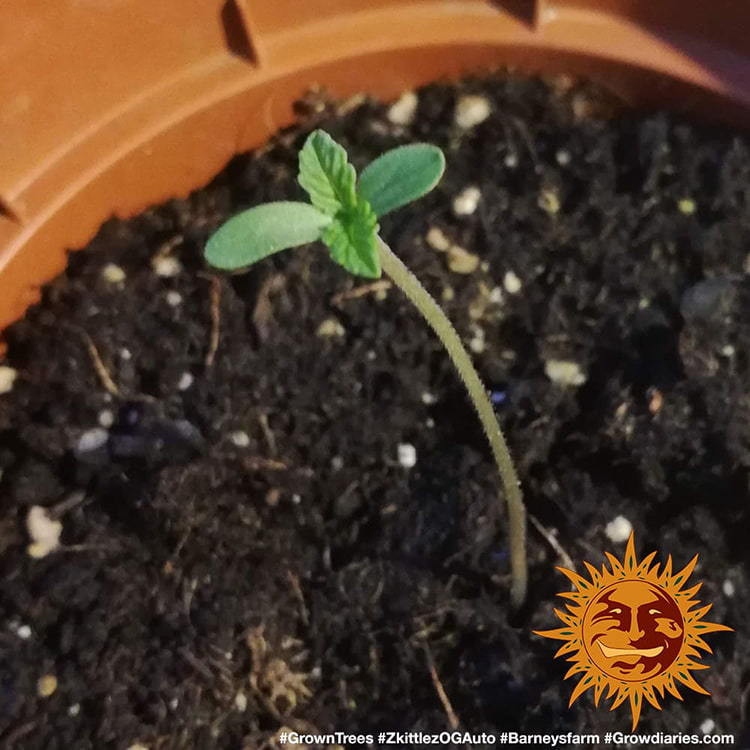 Zkittlez OG Auto - autoflowering semená marihuany 10 ks Barney´s Farm