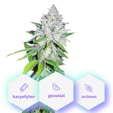 Auto Galaxy - 3pcs Cannapio autoflowering seeds