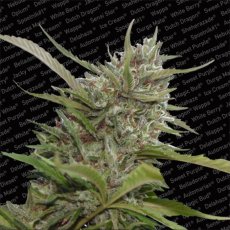 Auto White Berry - feminizované a autoflowering semienka 10ks Paradise Seeds