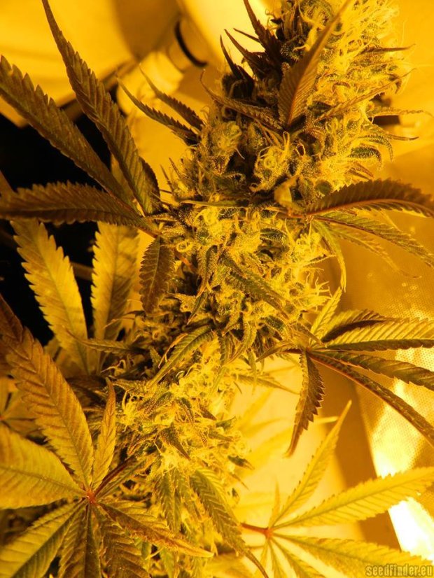 High Level - 9ks feminized semien Eva Seeds