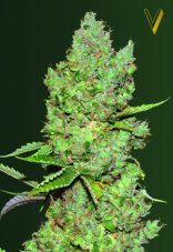 Victory Seeds Critical Auto feminizovaná semena