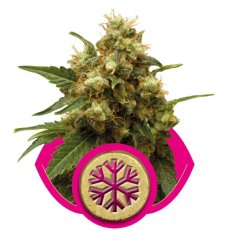 Ice - feminizovaná semínka 10 ks Royal Queen Seeds