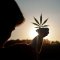 What type of CBD user are you?