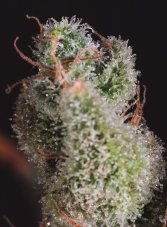 Super CBDx Cheese x CBDX feminizovaná semena