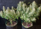 7 Reasons Why Your Autoflower Cannabis Grew to a Small Height