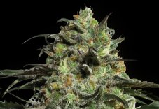 Ciasteczka Peyote - Feminizowane 10 Barney's Farm Seeds