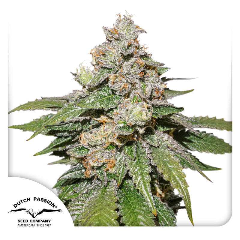 Mokum's Tulip autoflower - feminized seeds 3 pcs Dutch Passion