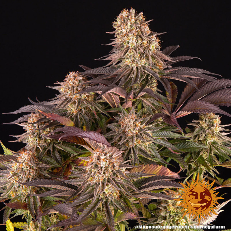 Mimosa X Orange Punch - feminizovaná semínka 5 ks Barney´s Farm