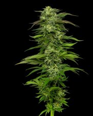 Humboldt Seed Company Dream Queen Auto samonakvétací feminizovaná semena