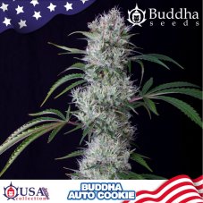 Buddha Auto Cookie, 10 ks, Buddha Seeds
