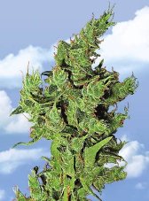 Flying Dutchmen Amsterdam Mist feminized seeds