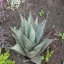 Agáve Mexická (rastlina: agávy neomexicana) - semená 10 ks