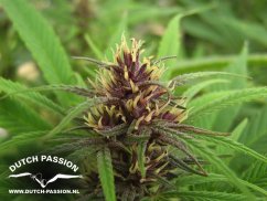 Purple 1 - feminized seeds 5 pcs Dutch Passion