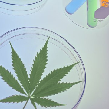 Hanf-Extrakte als Prävention gegen COVID-19? (STUDIE)
