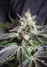 Black Jack Fast Version - feminizované semienka 3 ks Sweet Seeds