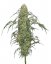 Freakshow - feminizovaná semena marihuany 5 ks Humboldt Seed Company