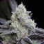 L.A.Vanilla Cake - feminizované semená 10ks, Silent Seeds