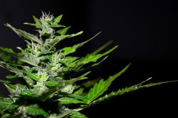 Jack Herer - Legendarna Genetyka Konopi | Cannapio
