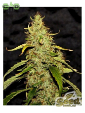 CBD PH regulérní semena od CBD Crew