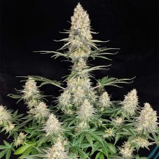 Quasar - feminizovaná semena, 10 ks, Buddha Seeds