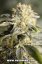 TNT Kush - feminisierte Samen 6 Stück Eva Seeds