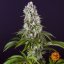 Tropicanna Banana - feminizovaná semená marihuany 3 ks Barney´s Farm