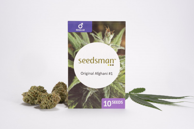 Original Afghani 1 - regular seeds 10 pcs Seedsman