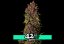 Crystal Meth Auto - Autoflowering Marihuana Samen 3 Stück Fast Buds