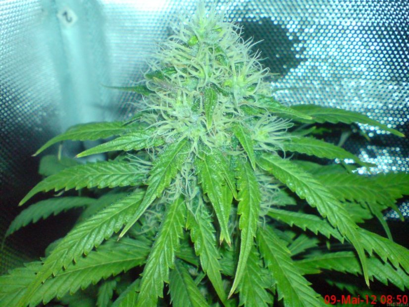 Blueberry Cheese – feminizovaná semínka 5 ks Barney´s Farm