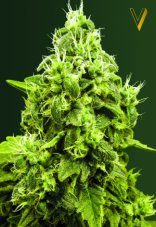 Victory Seeds Jack Hammer feminisierte Samen