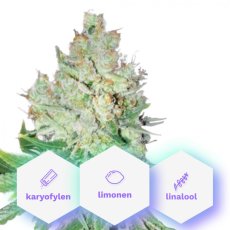 Special Cheese - 5pcs Cannapio feminized seeds