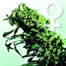 Northern Lights n.5 x Haze - feminized seeds 5 pcs Sensi Seeds
