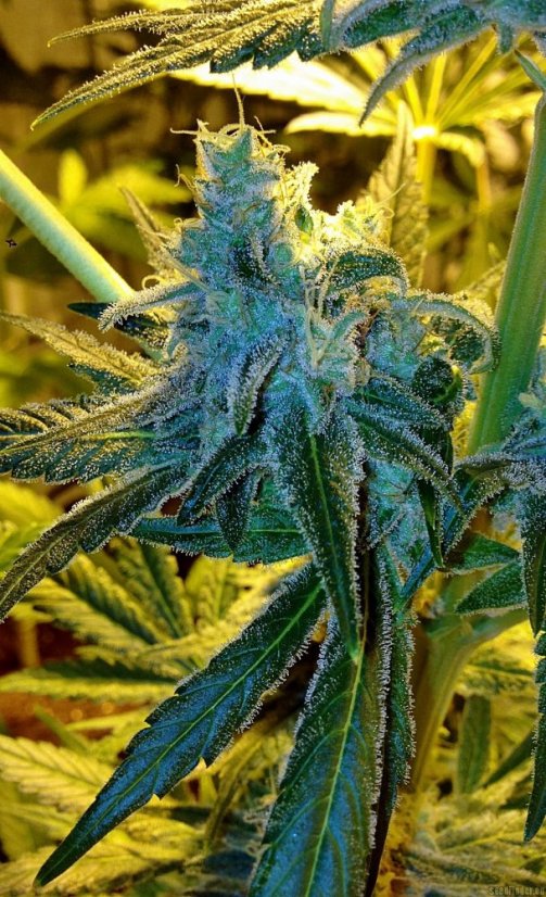 Mr Nice G13 x Hash Plant 10 ks štandardizované feminizované semená Sensi Seeds