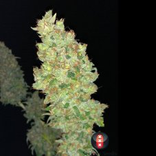 Serious Seeds Strawberry Akeil nasiona feminizowane