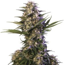 Kraken - 5 feminizovaných semen Buddha Seeds