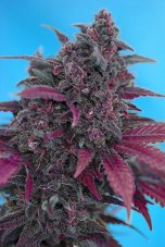 Dark Devil Auto - fem. a autoflowering semienka 10ks Sweet Seeds