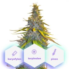 Zenergy CBD - gefeminiseerde zaden 10st Cannapio