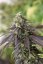 707 Headband - feminizovaná semienka 3ks Humboldt