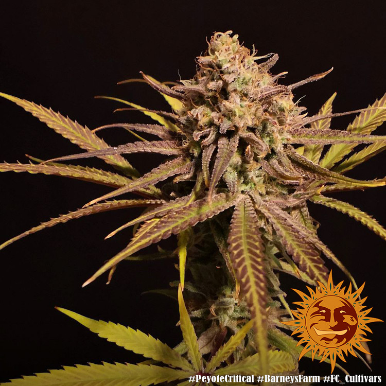 Peyote Critical - feminizované semena marihuany 3 ks Barney´s Farm