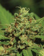Humboldt Seed Company Emerald Fire OG Auto samonakvétací feminizovaná semena