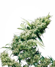 Jamaican Pearl - 10 ks feminizovaná semená Sensi Seeds