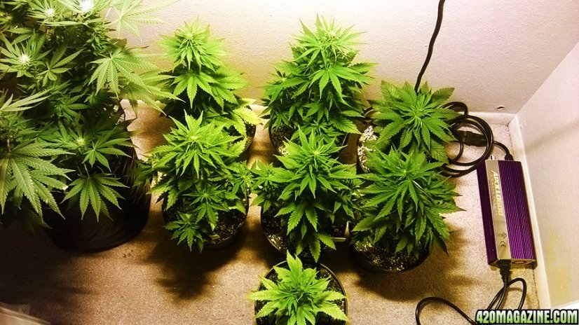 Red Poison Auto - feminized And autoflowering seeds 5 pcs Sweet Seeds