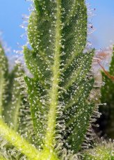 Runtz XL Auto - nasiona feminizowane 3 szt Sweet Seeds