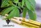 CBD e-liquid – domácí výroba krok za krokem